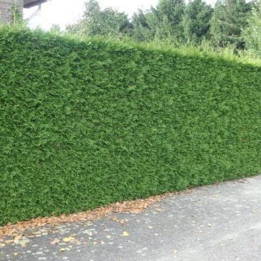 Lebensbaum 'Excelsa'