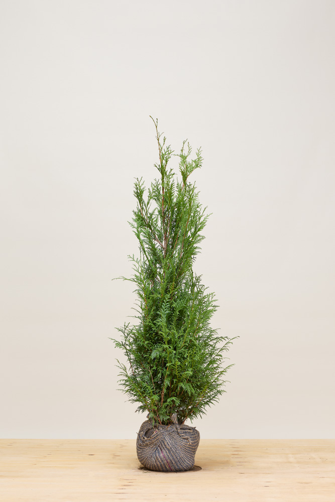 Lebensbaum-Martin-Wurzelballen-125-150