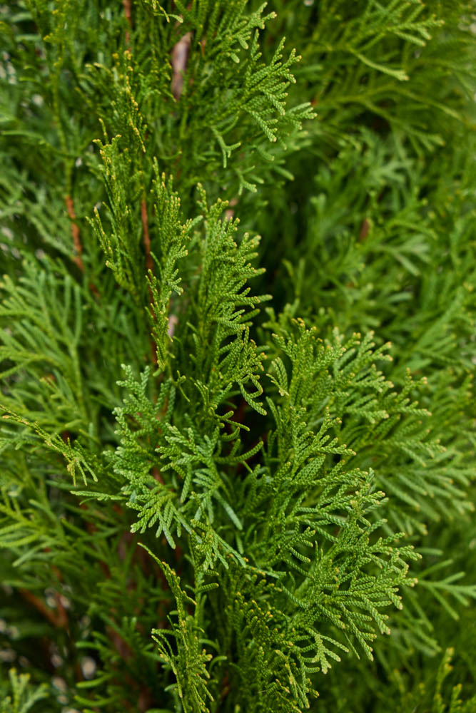 Lebensbaum-Smaragd-ALG INZ