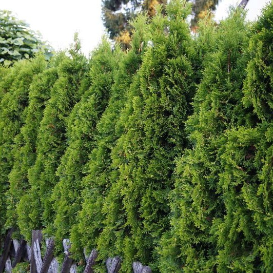 Lebensbaum 'Smaragd'