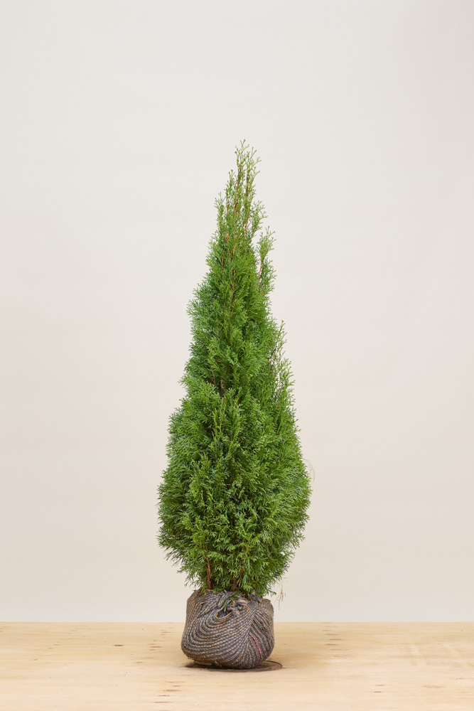 Lebensbaum-Smaragd-Wurzelballen-125-150