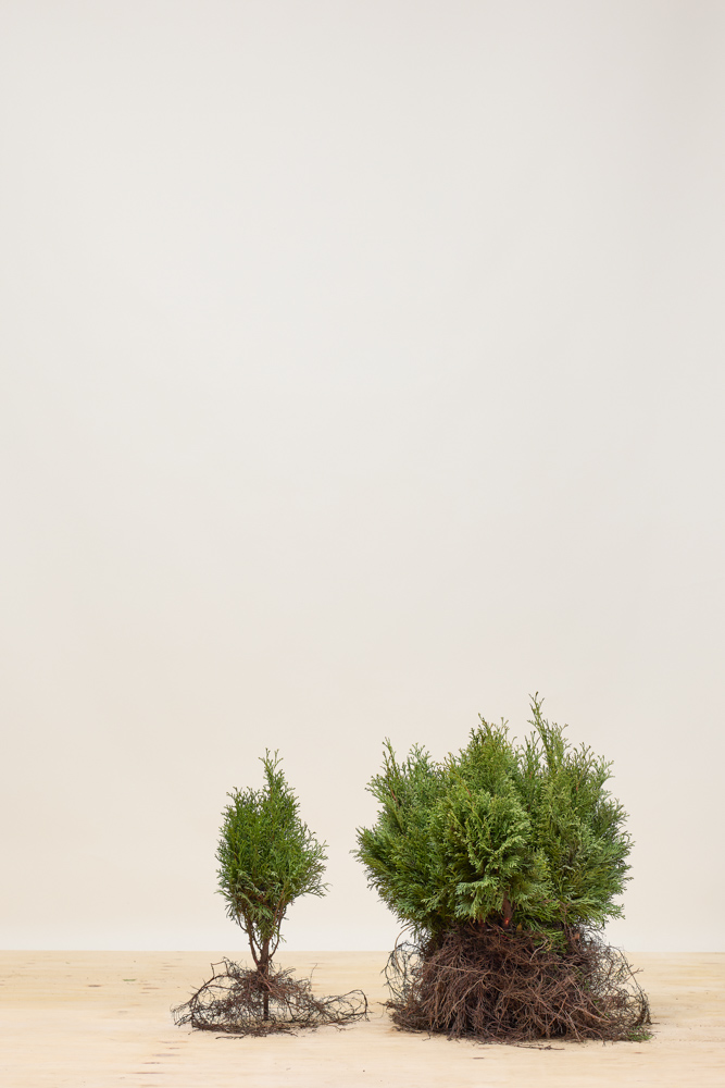 Lebensbaum-Smaragd-Wurzelware-30-40