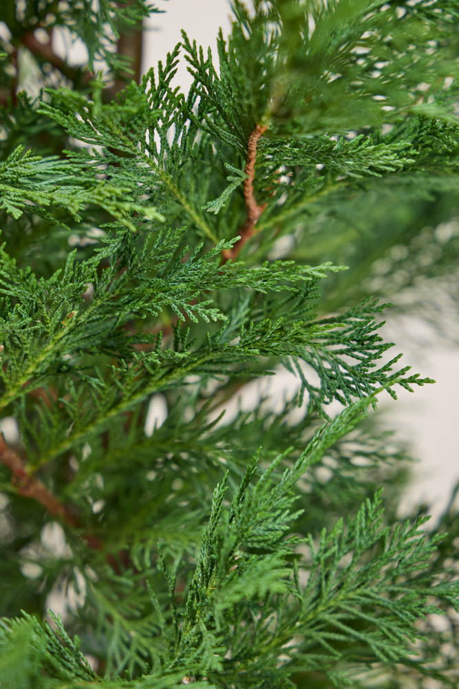 Leylandzypresse-ALG INZ