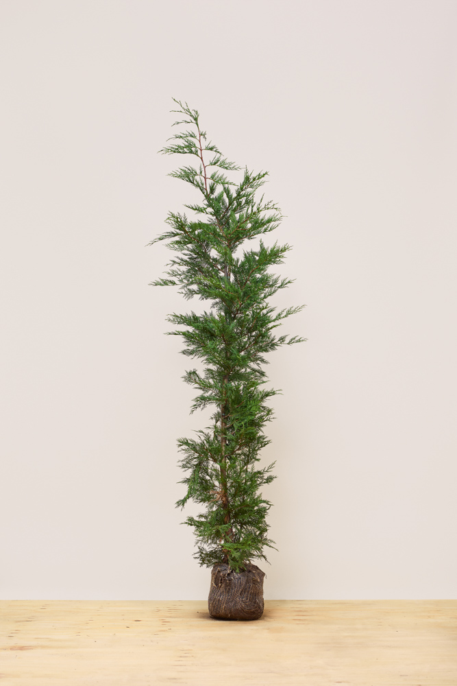 Leylandzypresse Wurzelballen 175-200 cm Wurzelballen