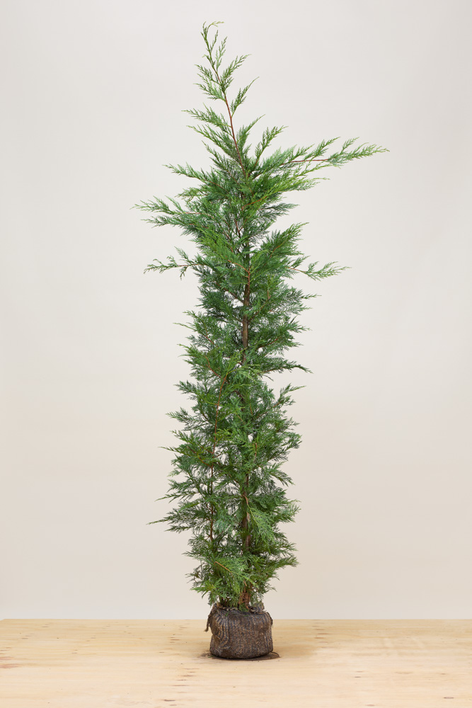 Leylandzypresse-Wurzelballen-200-225