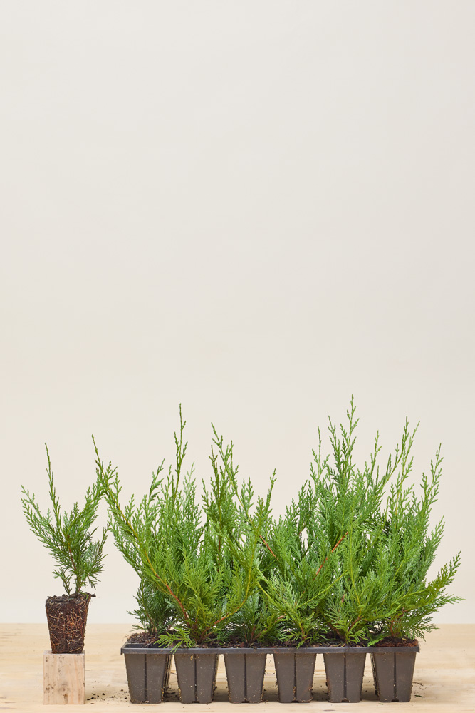 Leylandzypresse Wurzelballen 30-40 cm Wurzelballen