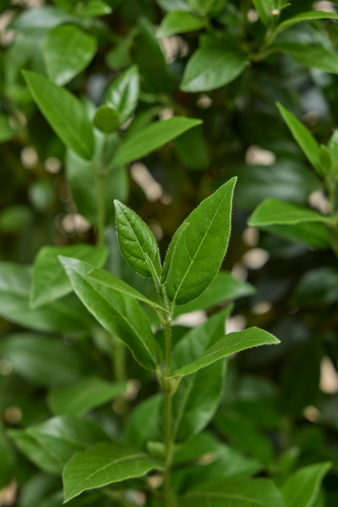 Lorbeerschneeball-ALG INZ