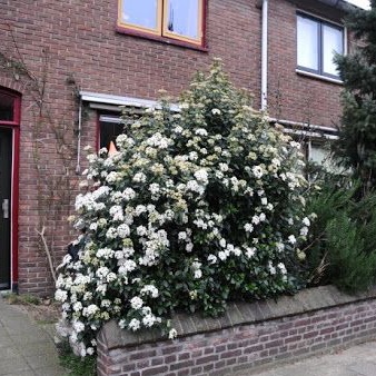 Lorbeerblättriger Schneeball