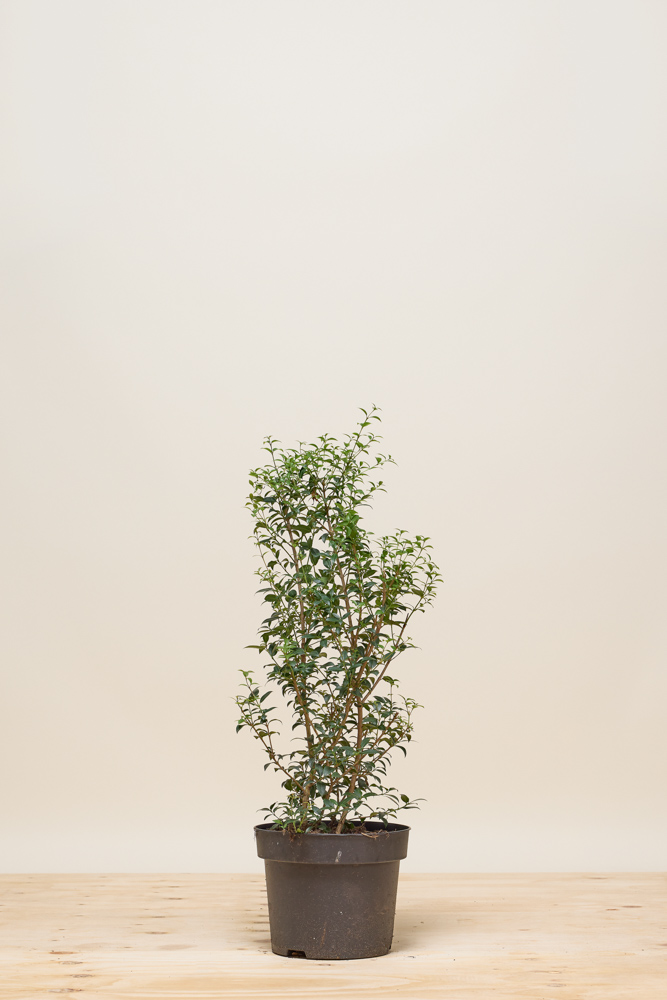 Osmanthus 