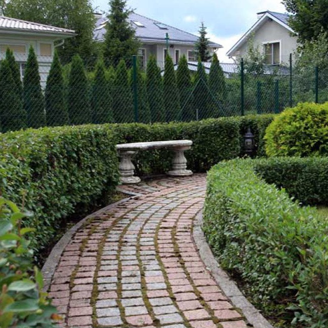 Ovalblättriger Liguster