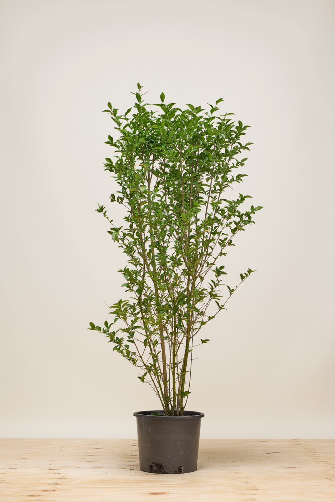 Ovalblättriger Liguster Topf 125-150 cm Topf