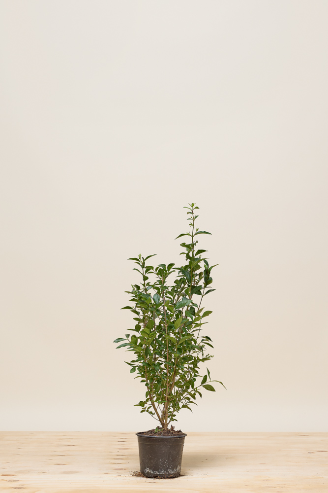 Ovalblättriger Liguster Topf 60-80 cm Topf