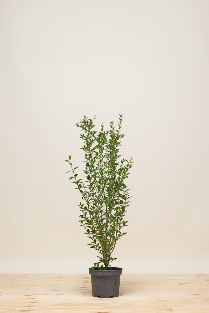 Ovalblättriger Liguster Topf 80-100 cm Topf