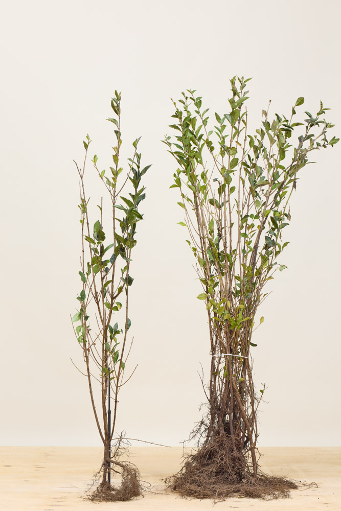 Ovalblättriger Liguster Wurzelware 100-125 cm Wurzelware