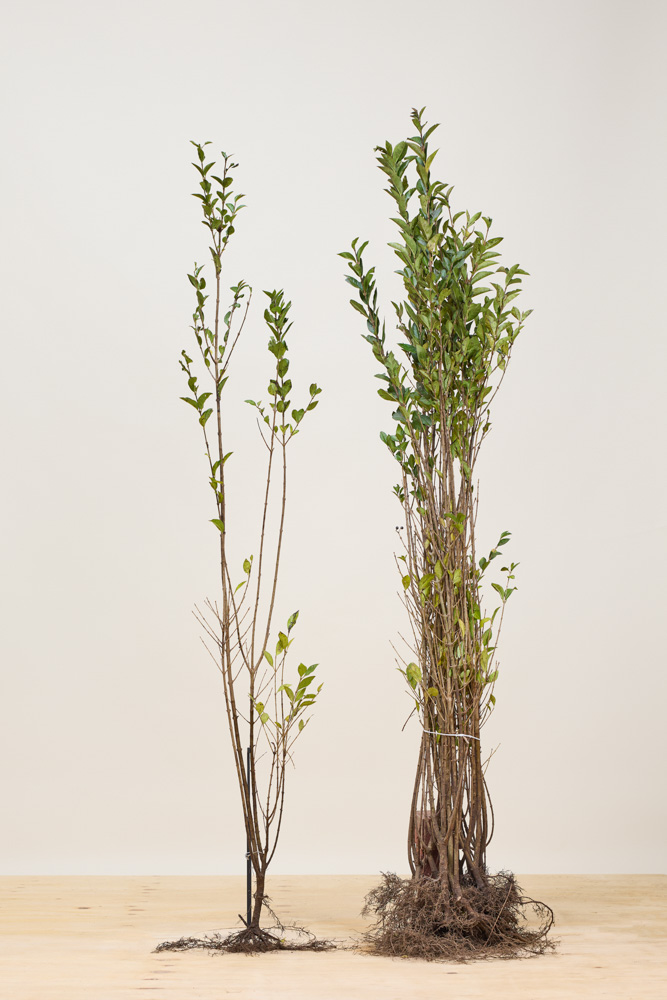 Ovalblättriger Liguster Wurzelware 125-150 cm Wurzelware