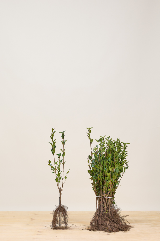 Ovalblättriger Liguster Wurzelware 40-60 cm Wurzelware