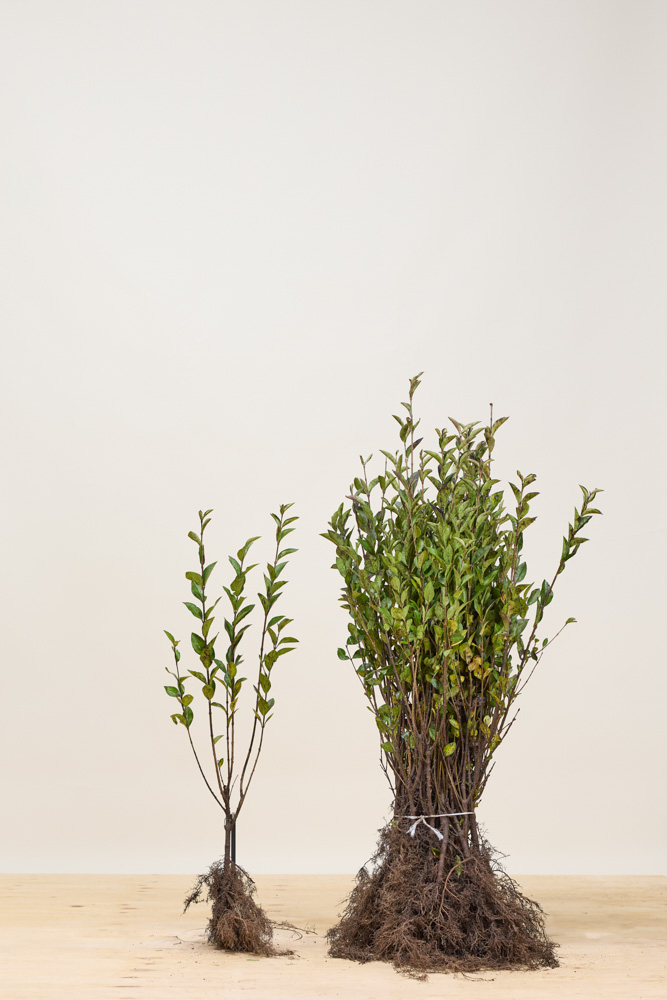 Ovalblättriger Liguster Wurzelware 60-80 cm Wurzelware