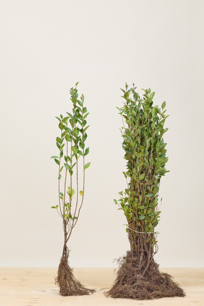 Ovalblättriger Liguster Wurzelware 80-100 cm Wurzelware