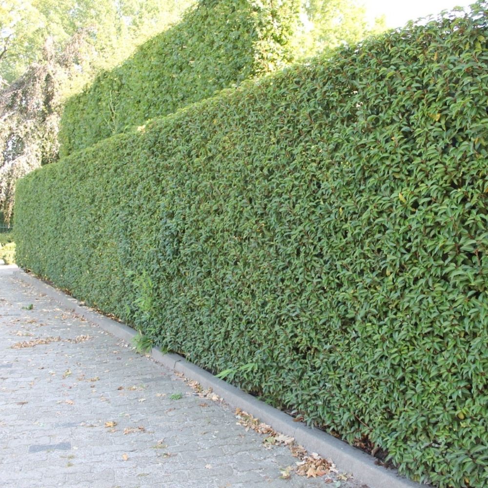 Portugiesischer Kirschlorbeer