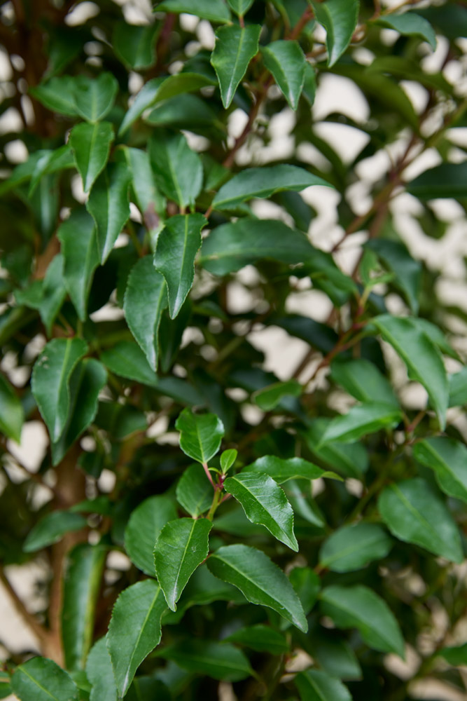 Portugiesischer-Kirschlorbeer-ALG INZ