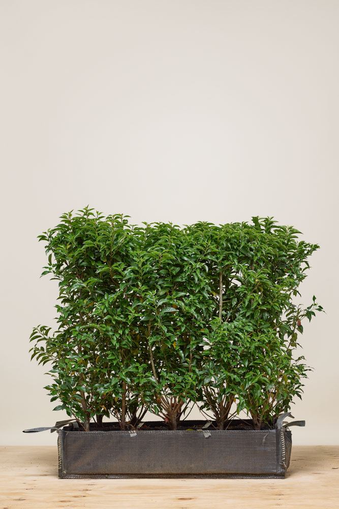 Portugiesischer Kirschlorbeer Fertighecke 80-100 cm Fertighecke