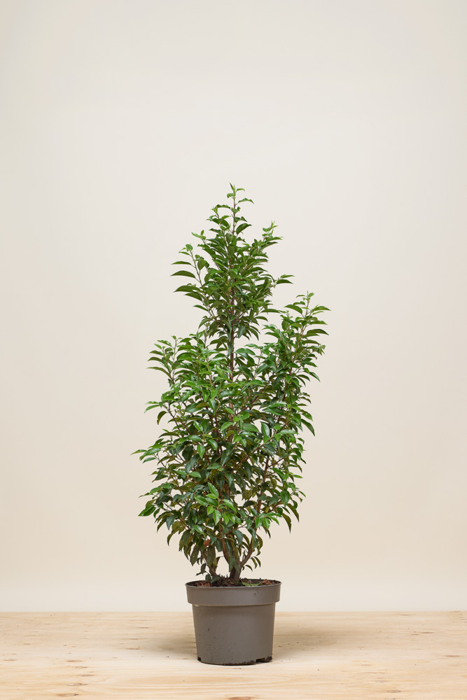 Portugiesischer Kirschlorbeer Topf 100-125 cm Topf