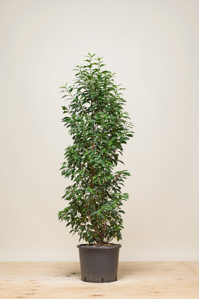 Portugiesischer Kirschlorbeer Topf 125-150 cm - Hedgy Heckenpflanzen