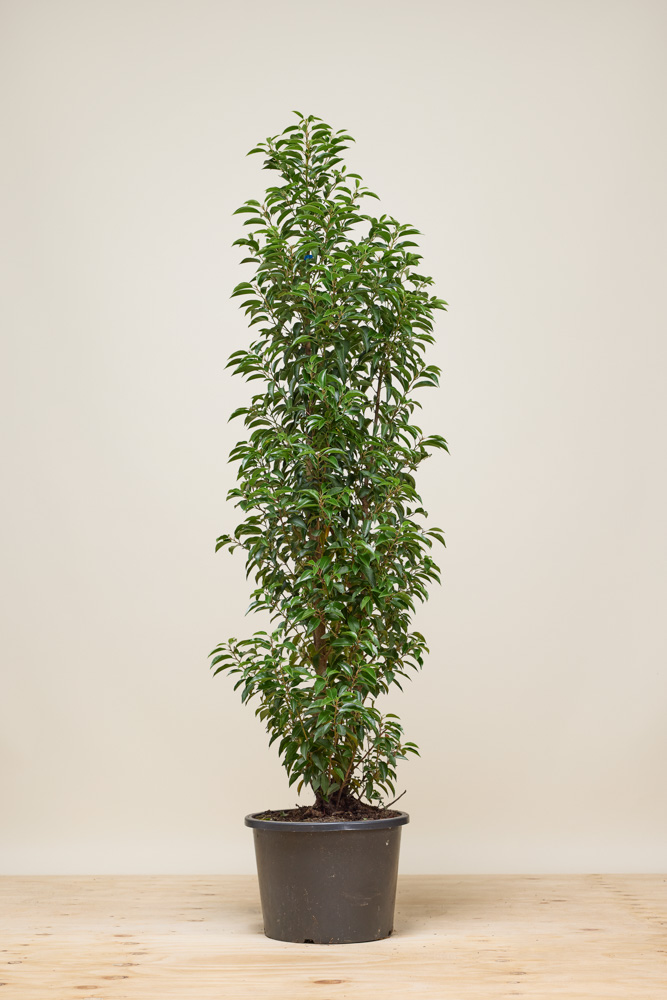 Portugiesischer Kirschlorbeer Topf 140 150