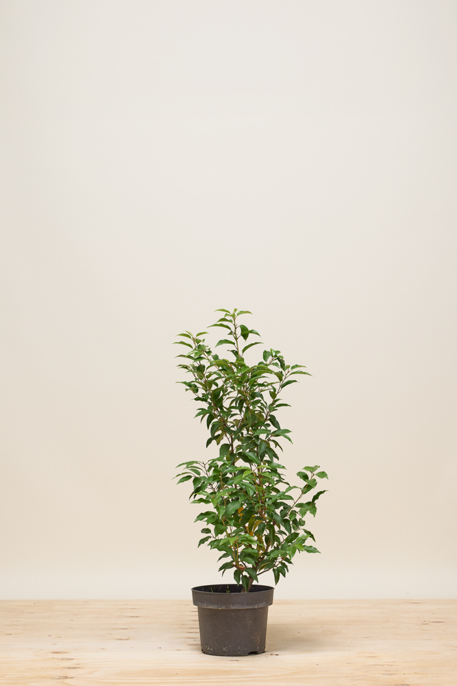 Portugiesischer Kirschlorbeer Topf 60-80 cm Topf