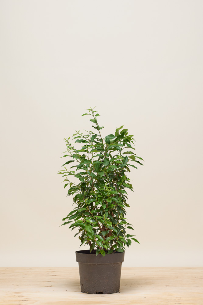 Portugiesischer Kirschlorbeer Topf 80-100 cm Topf