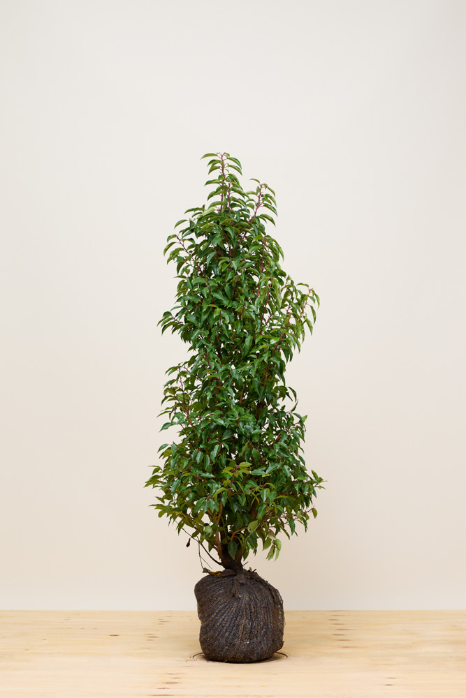 Portugiesischer-Kirschlorbeer-Wurzelballen-100-125