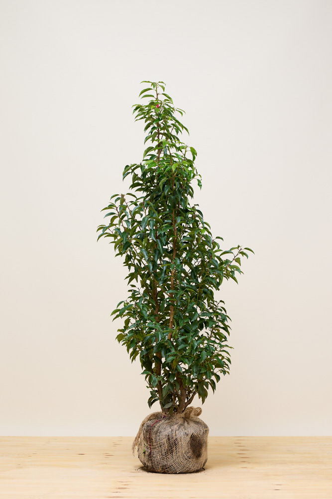 Portugiesischer Kirschlorbeer Wurzelballen 125-150 cm Wurzelballen