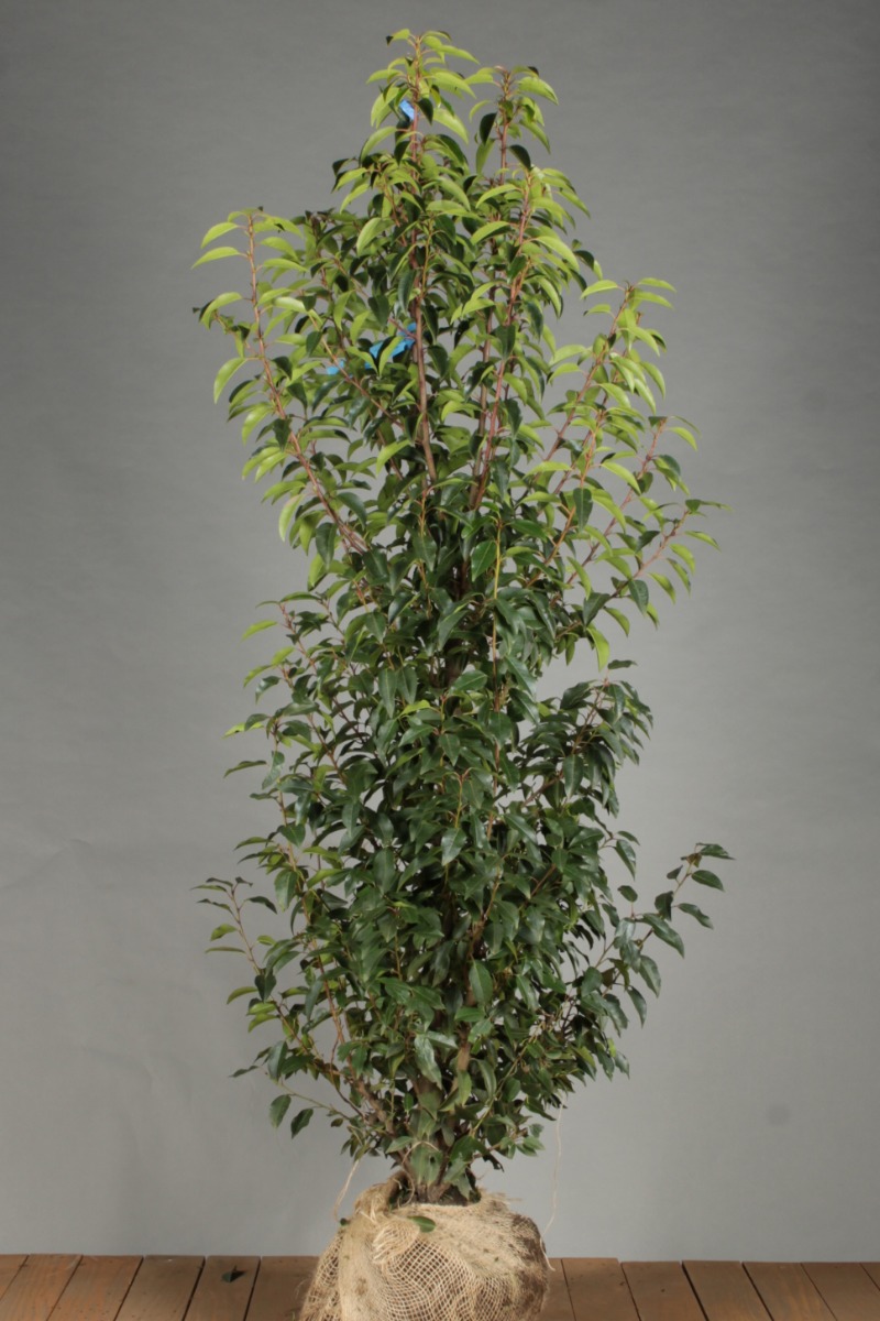 Portugiesischer Kirschlorbeer Wurzelballen 150-175 cm Wurzelballen