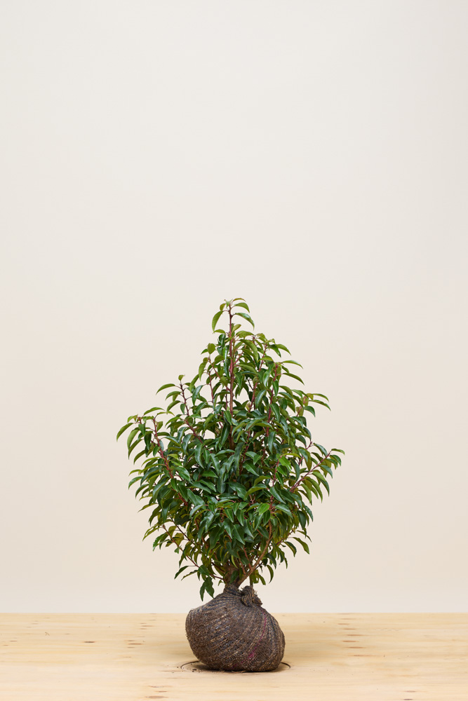 Portugiesischer Kirschlorbeer Wurzelballen 60-80 cm Wurzelballen