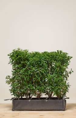 philodendron ilsemanii warum so teuer Philodendron ilsemanii – Highly Variegated Collector Showstopper main image 0