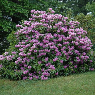 Rhododendron 'Catawbiense Boursault'