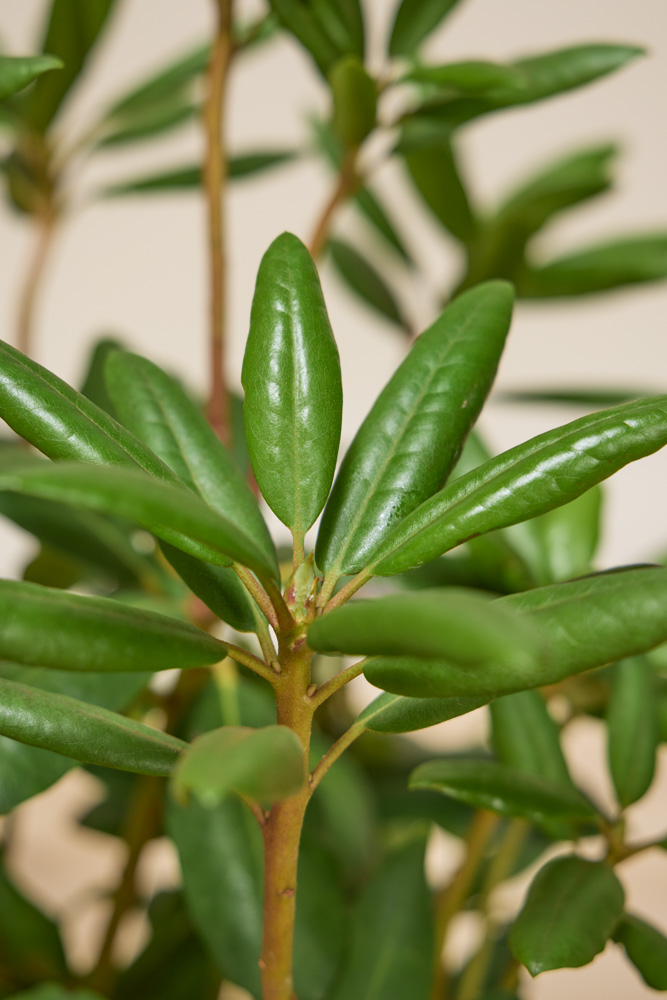 Rhododendron-Catawbiense-Boursault-ALG INZ