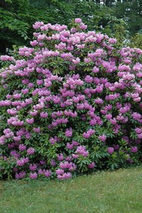 rhododendron gletschernacht Starry Night (Gletschermacht) main image 1