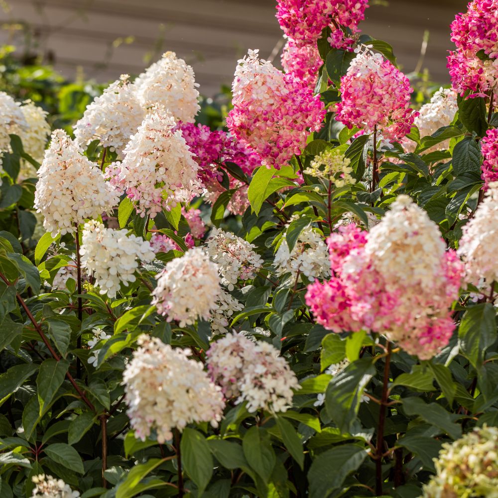 Rispenhortensie-Alle-Farben-ALG HAAG