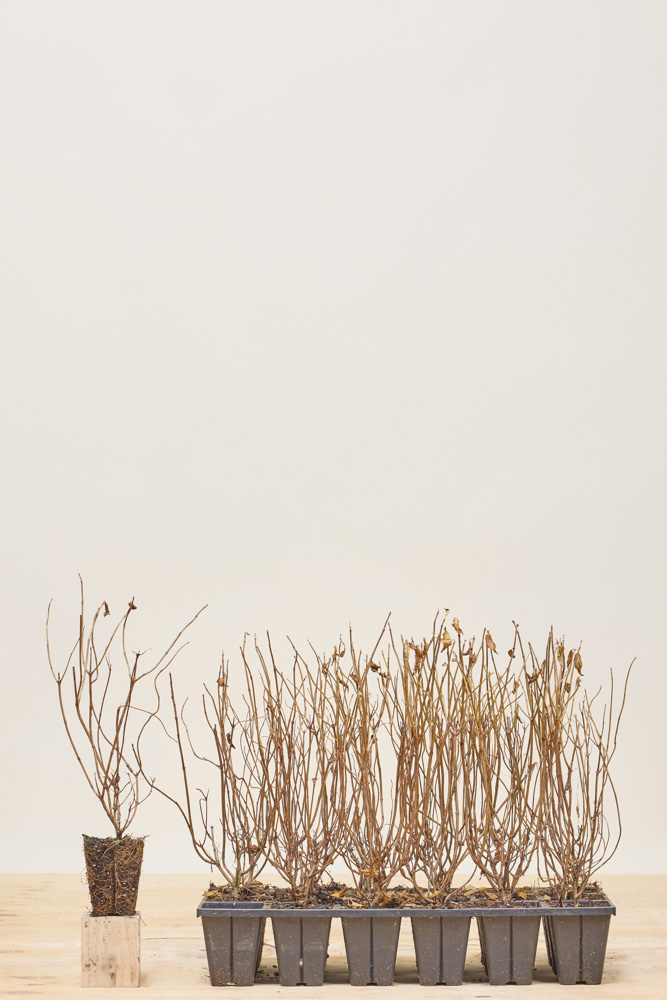 Rispenhortensie rot Wurzelballen 25-30 cm Wurzelballen