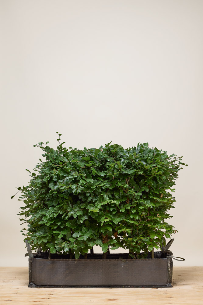 Rotbuche Fertighecke 80-100 cm Fertighecke