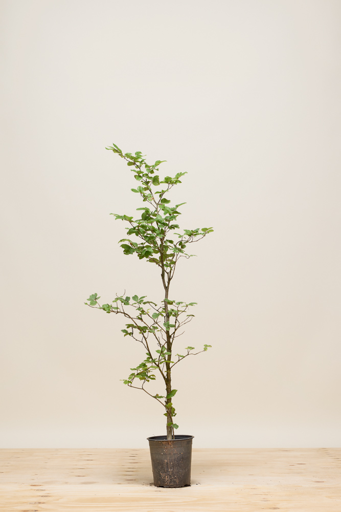 Rotbuche Topf 100-125 cm Topf