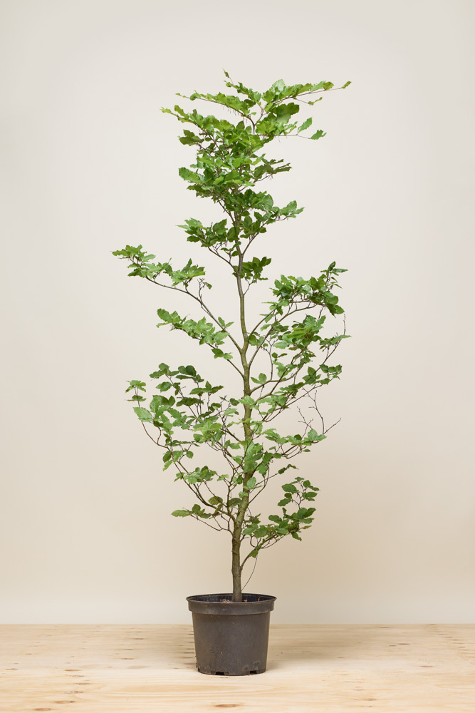 Rotbuche Topf 150-175 cm Topf