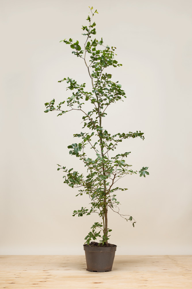 Rotbuche Topf 175-200 cm Topf