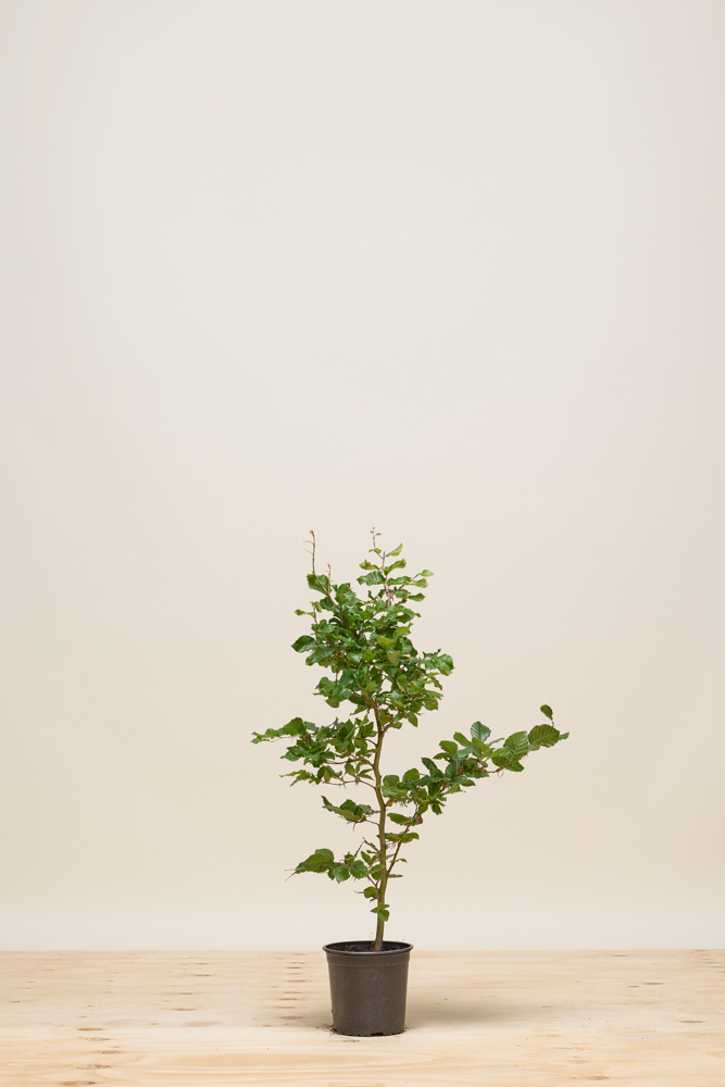 Rotbuche Topf 60-80 cm Topf