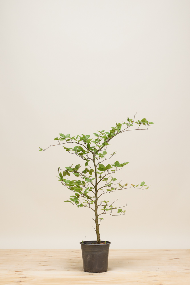 Rotbuche Topf 80-100 cm Topf