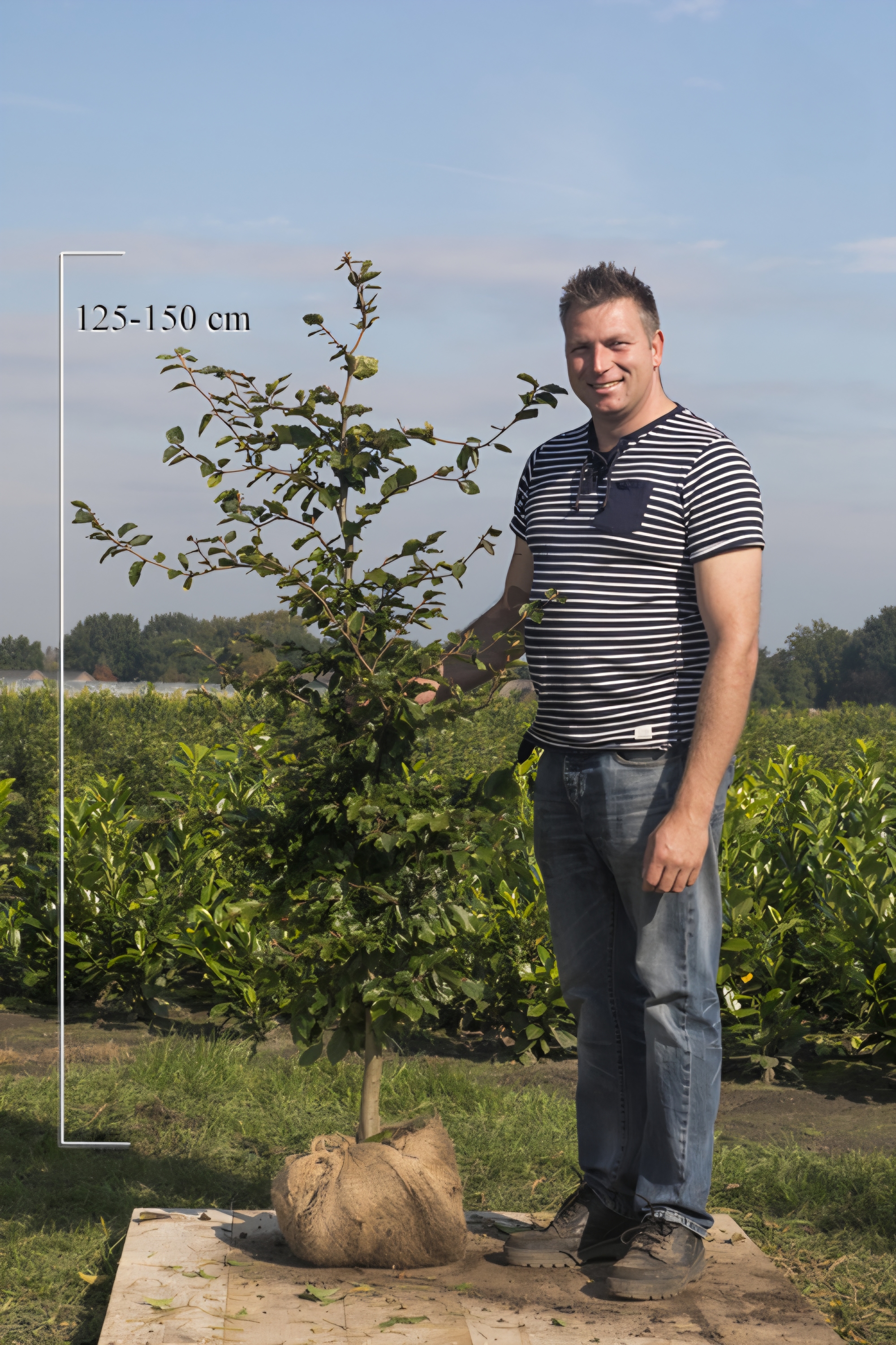 Rotbuche-Wurzelballen-125-150