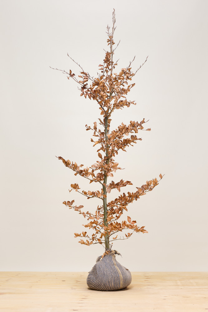 Rotbuche Wurzelballen 200-225 cm Wurzelballen