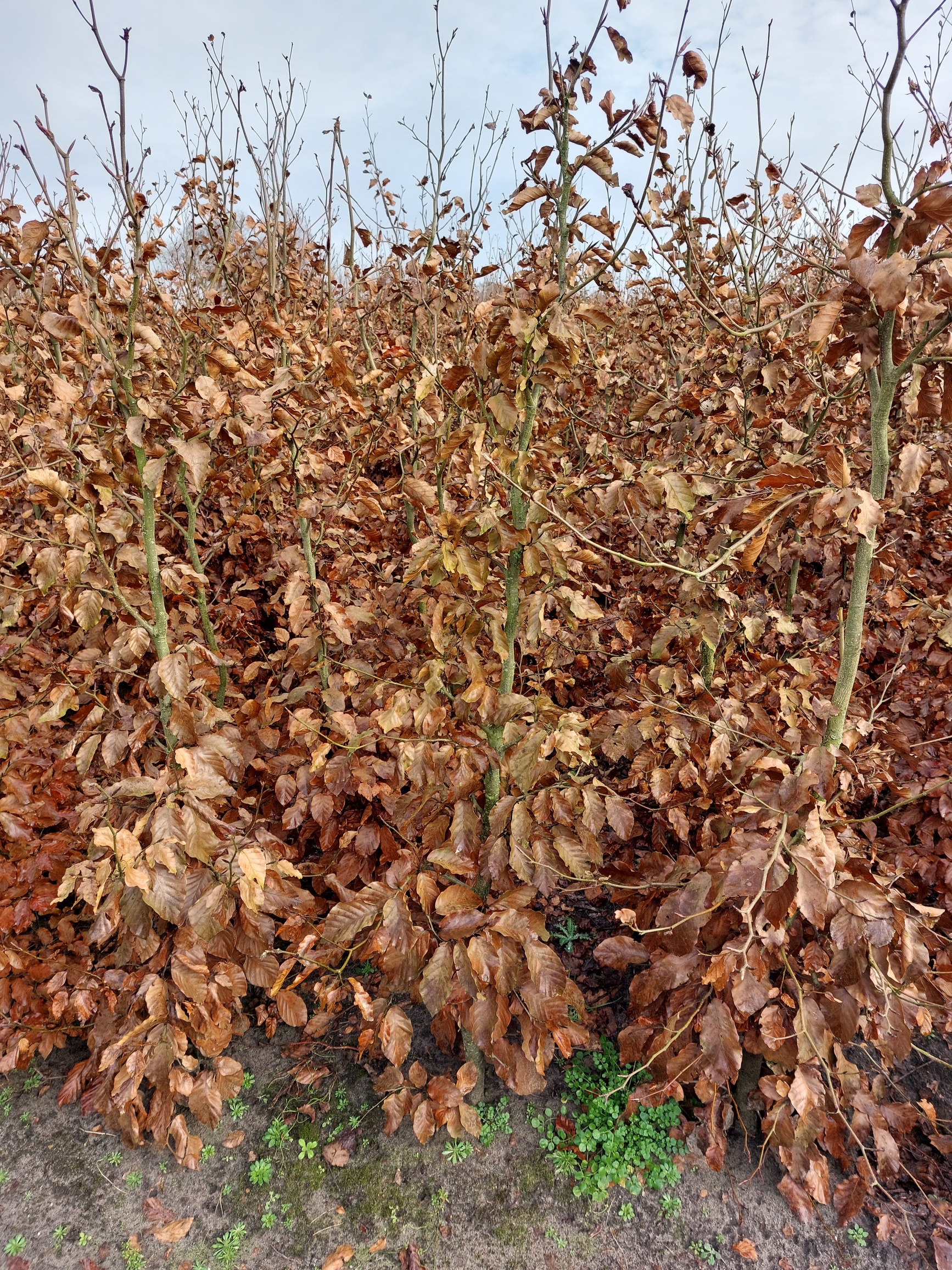 Rotbuche Wurzelware 175-200 cm Wurzelware