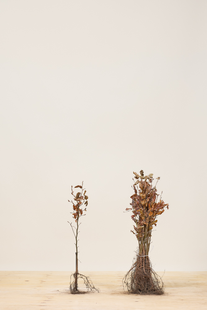 Rotbuche Wurzelware 40-60 cm Wurzelware